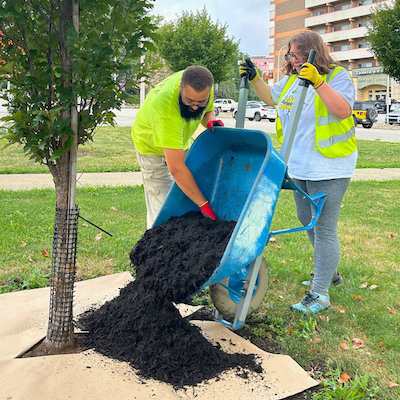 people pouring soil onto a base of a tree