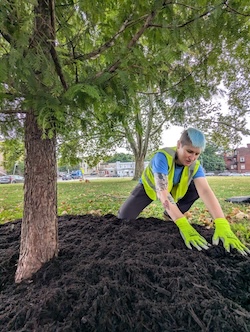 person spreading soil at the base of a tree