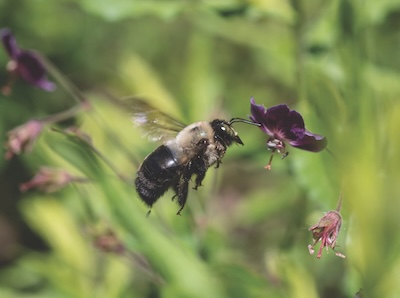 Bee flying by a flower