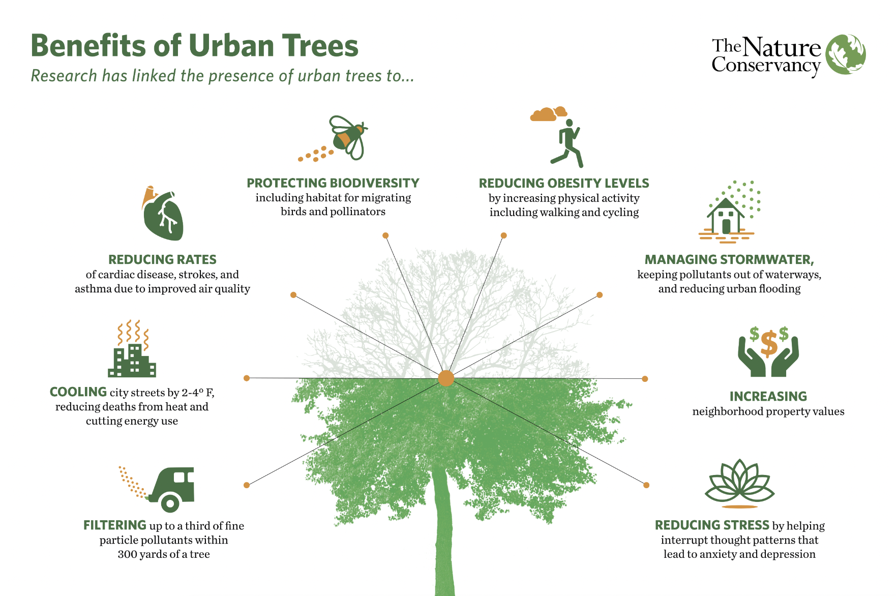 An infographic showing the benefits of urban trees from the Nature Conservancy