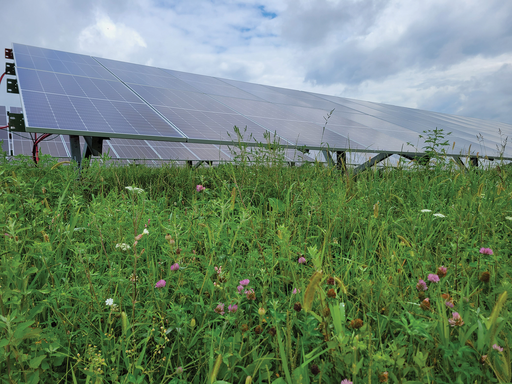 Pollinator friendly landscaping at Gaucho Solar