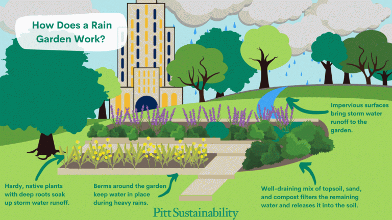 Infographic of how a rain garden works