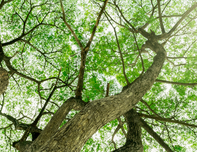 Looking up at a tree and its canopy from below