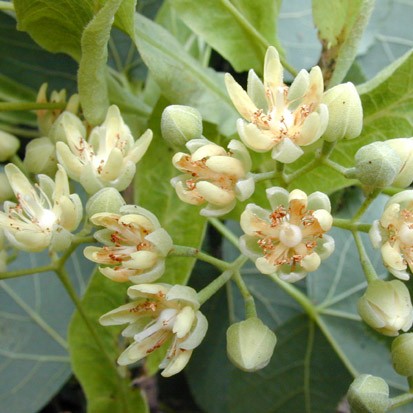 american basswood flowers