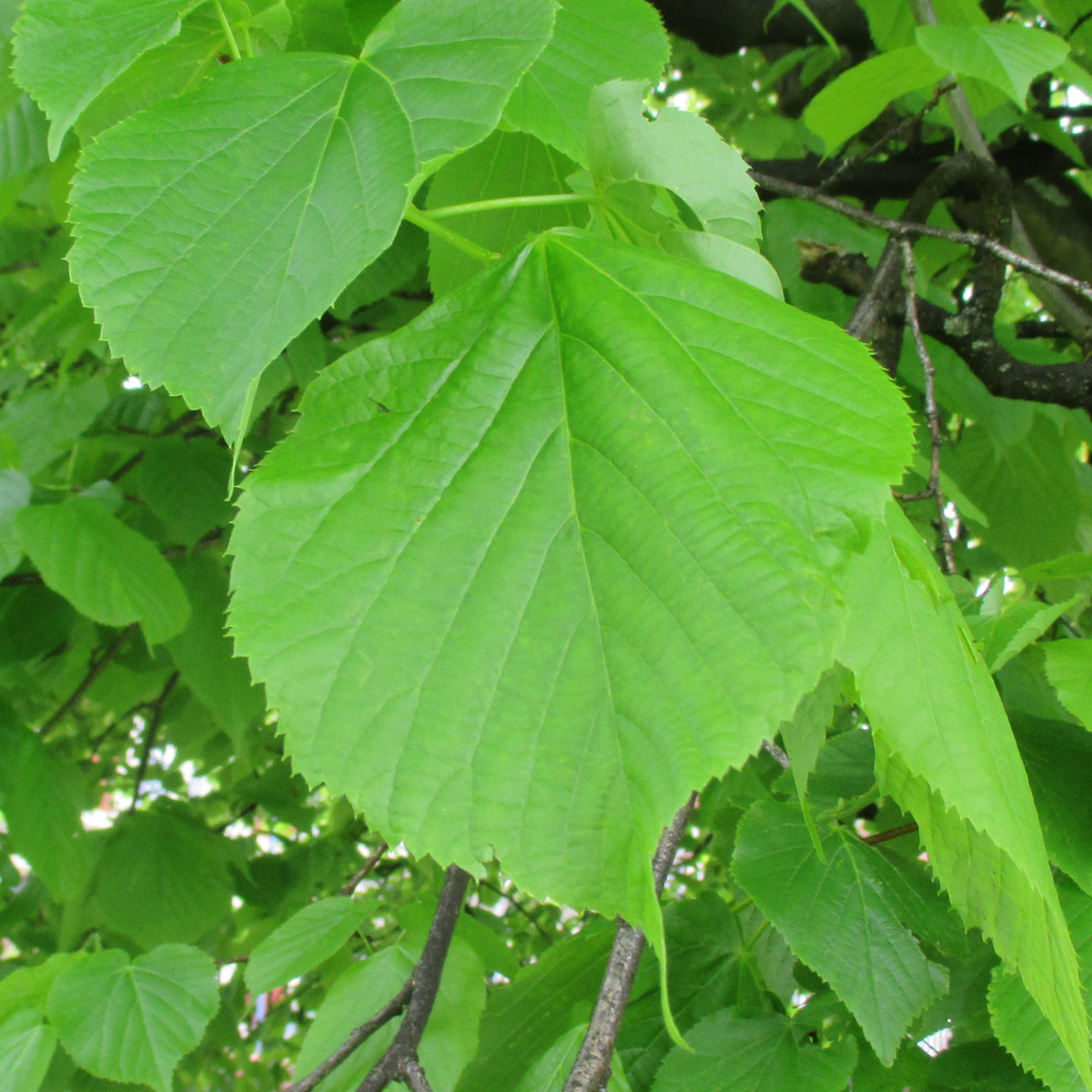 american basswood leaves