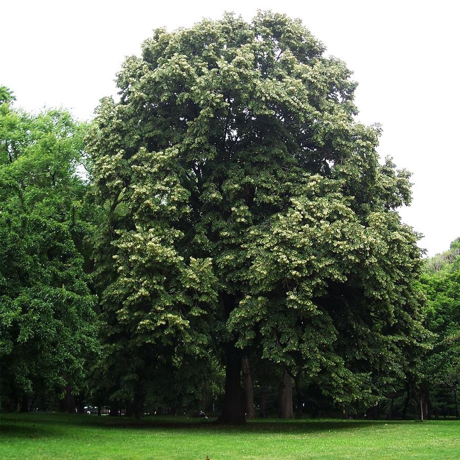 american basswood tree