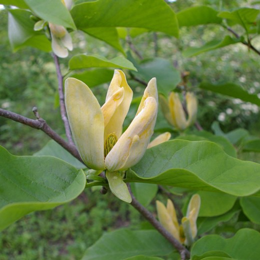 cucumber magnolia tree flower