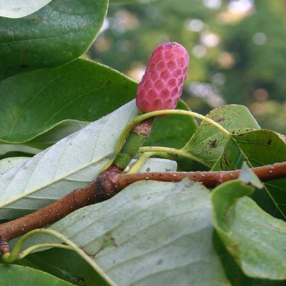 cucumber magnolia tree seed