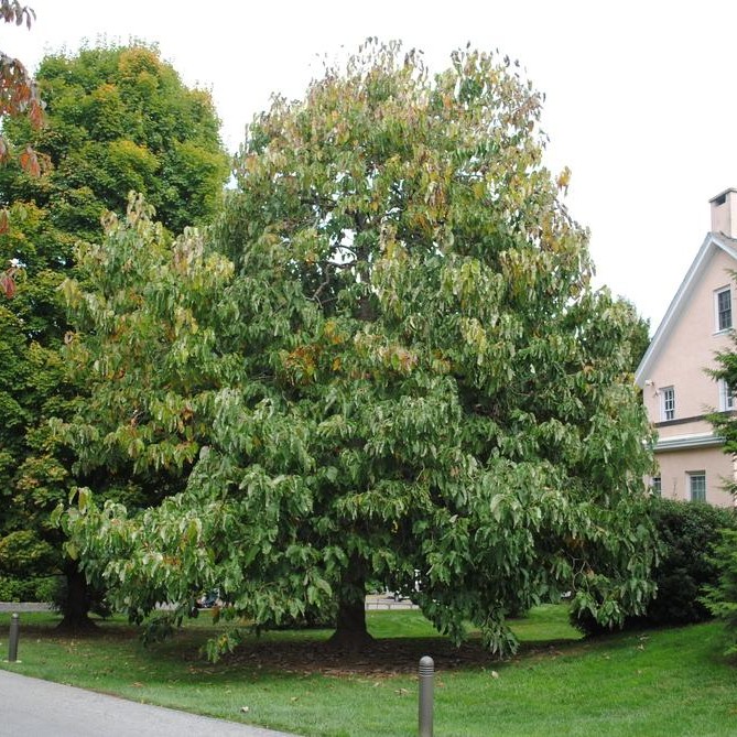 cucumber magnolia tree