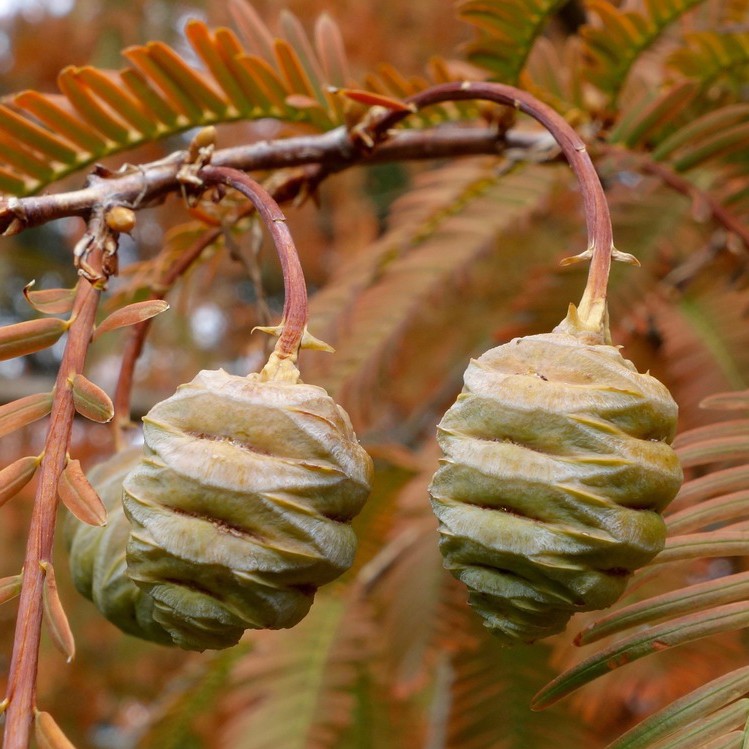 dawn redwood tree seeds