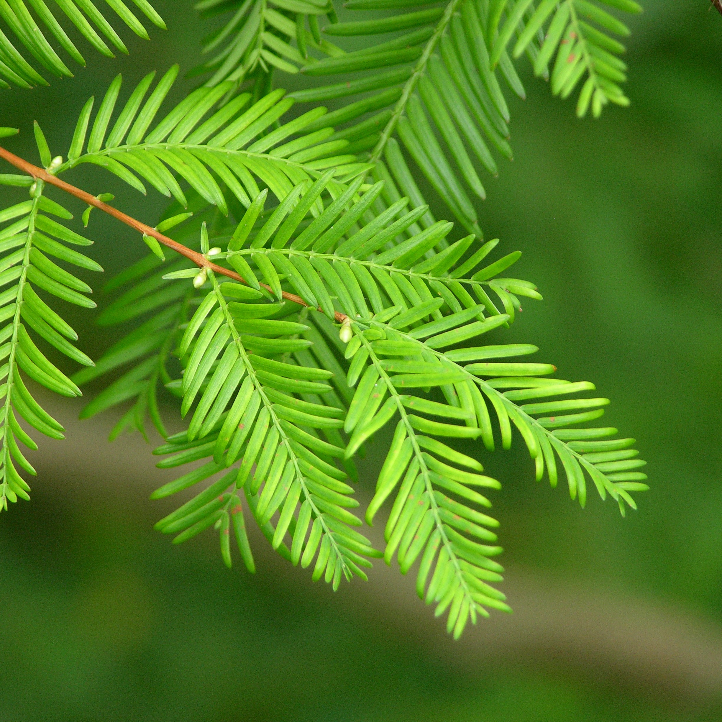 dawn redwood tree needles