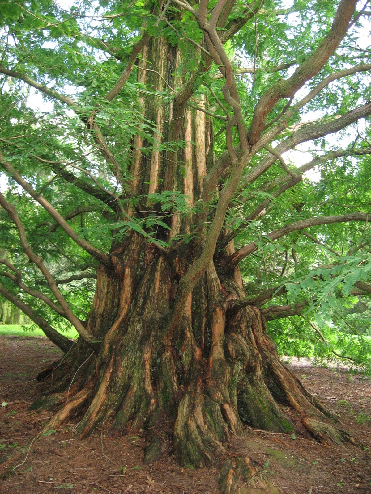 dawn redwood tree