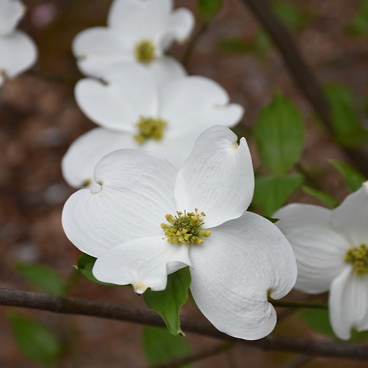 dogwood tree flower