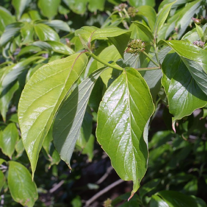 dogwood tree leaves