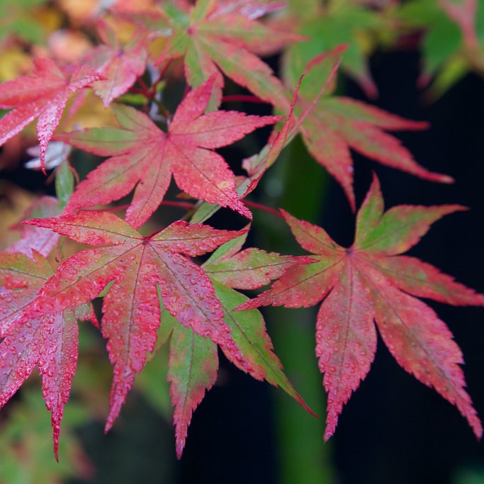 japanese maple leaves