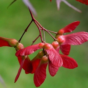 japanese maple seeds
