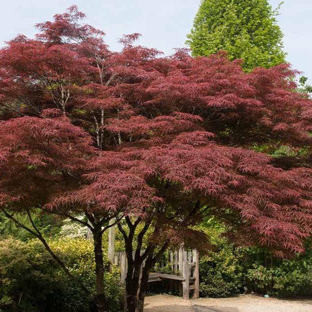 japanese maple tree
