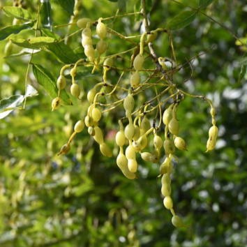 japanese pagoda tree seeds