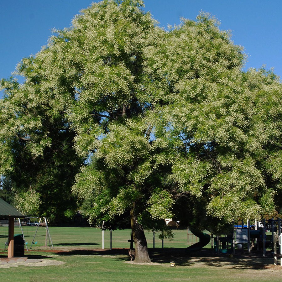 japanese pagoda tree