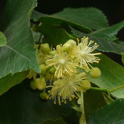 little leaf linden flowers