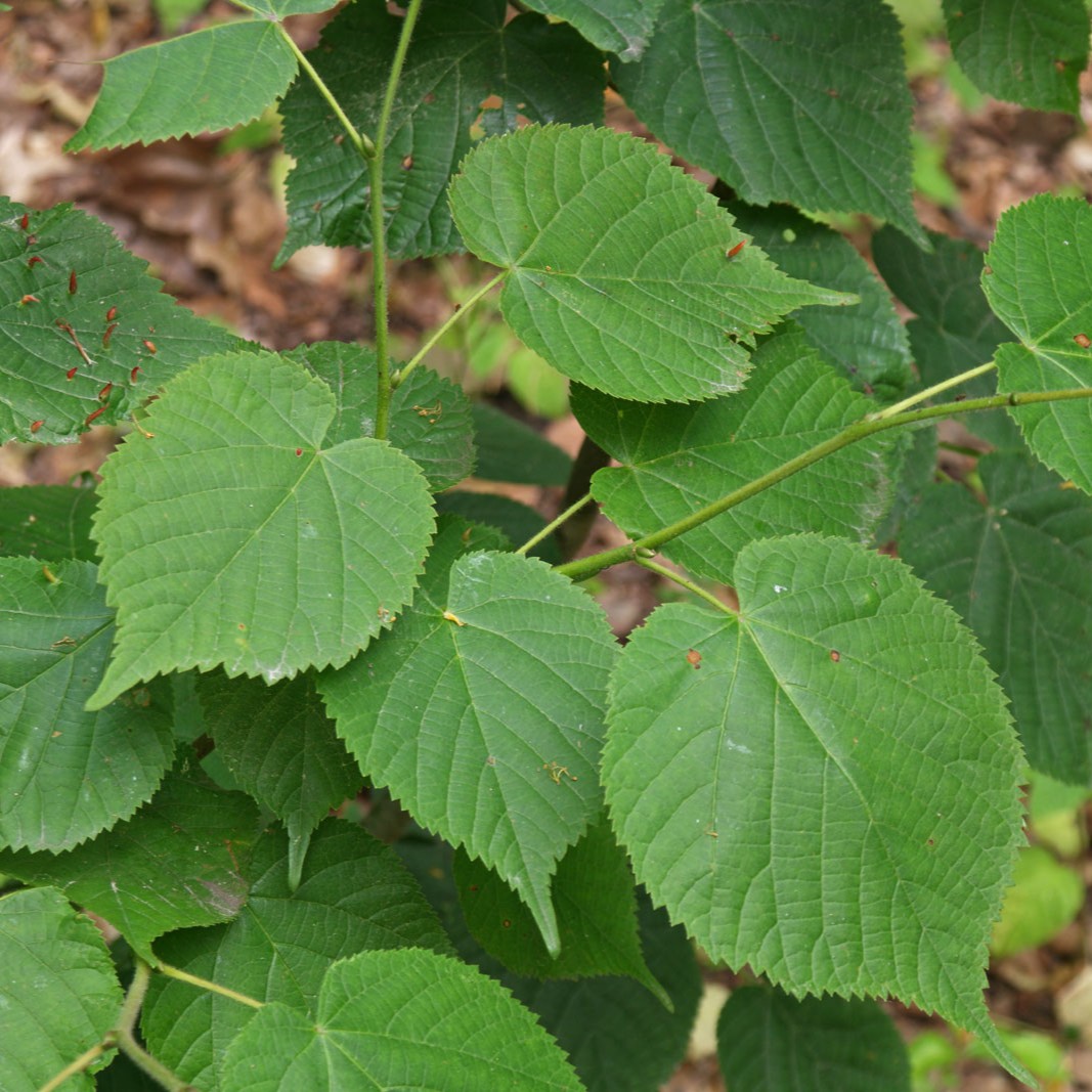 little leaf linden leaves