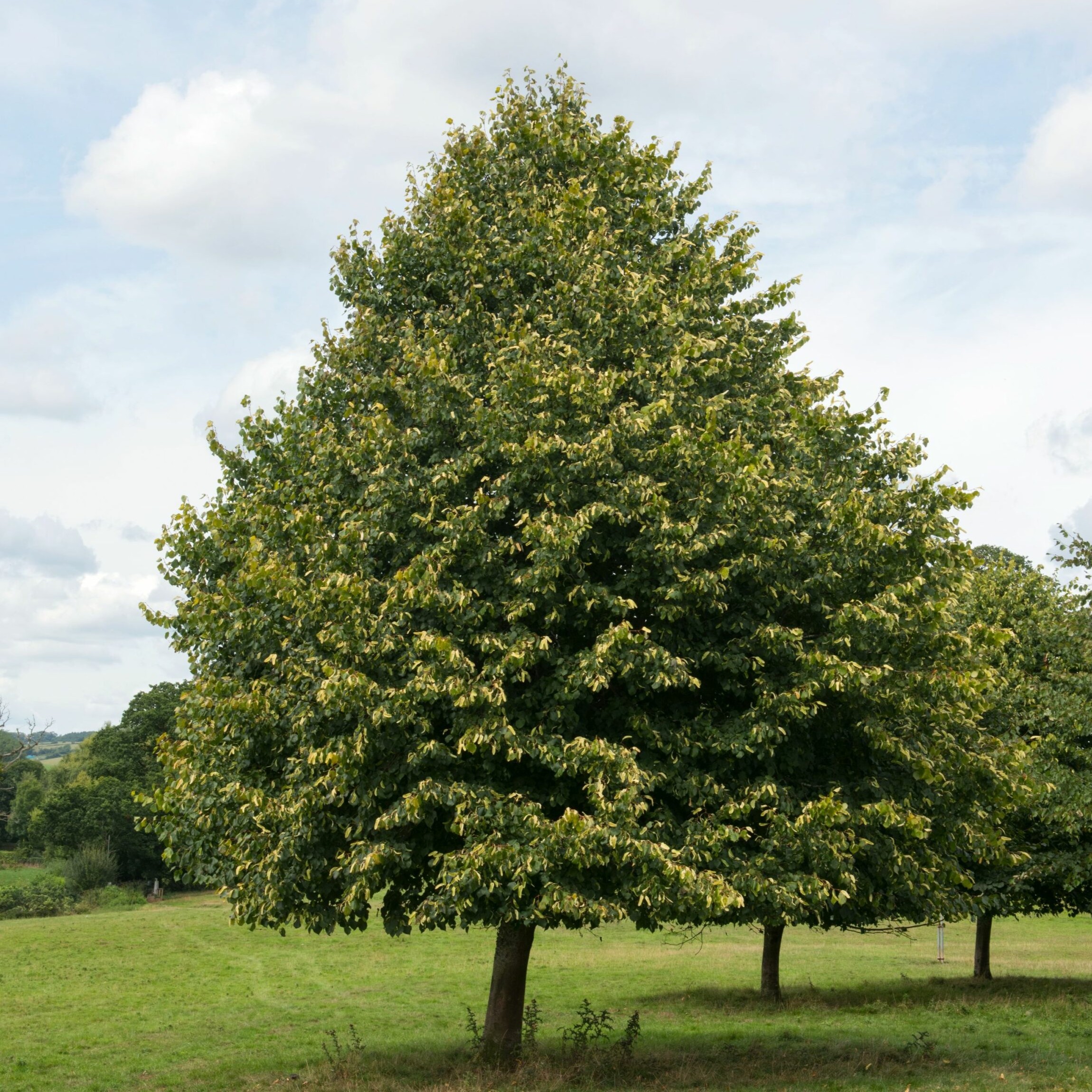 little leaf linden tree