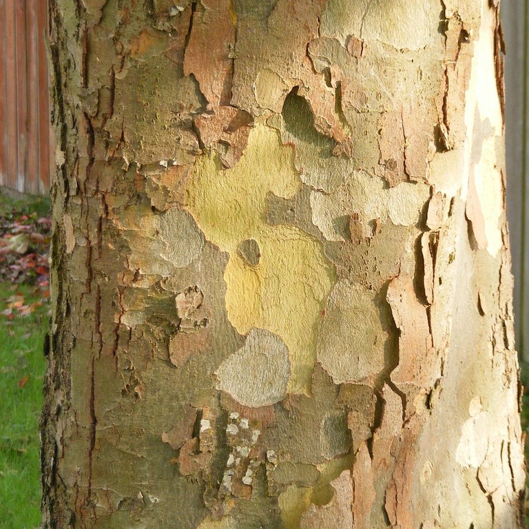 london plane tree bark