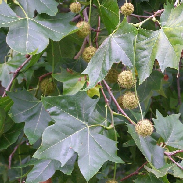 london plane tree seeds