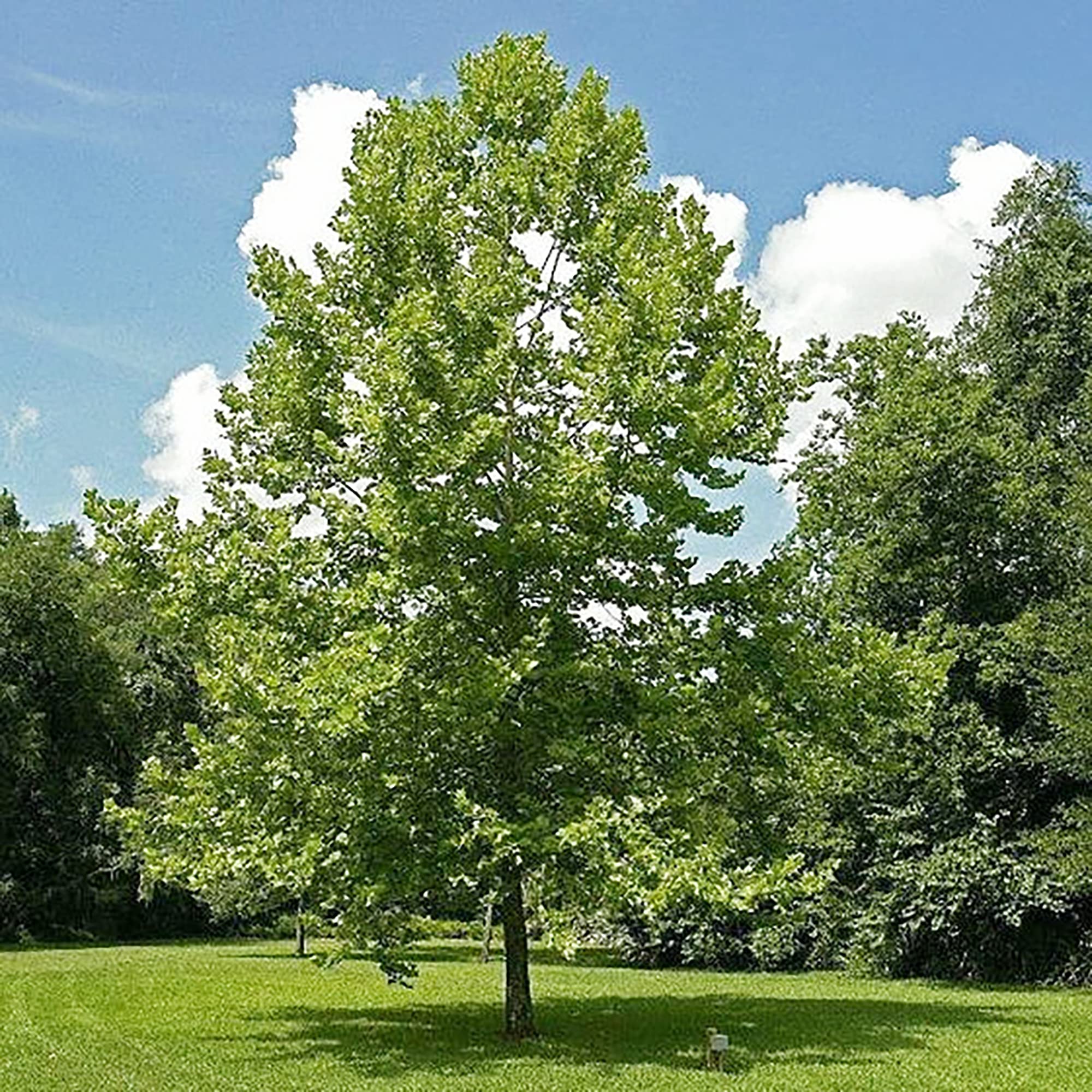 london plane tree