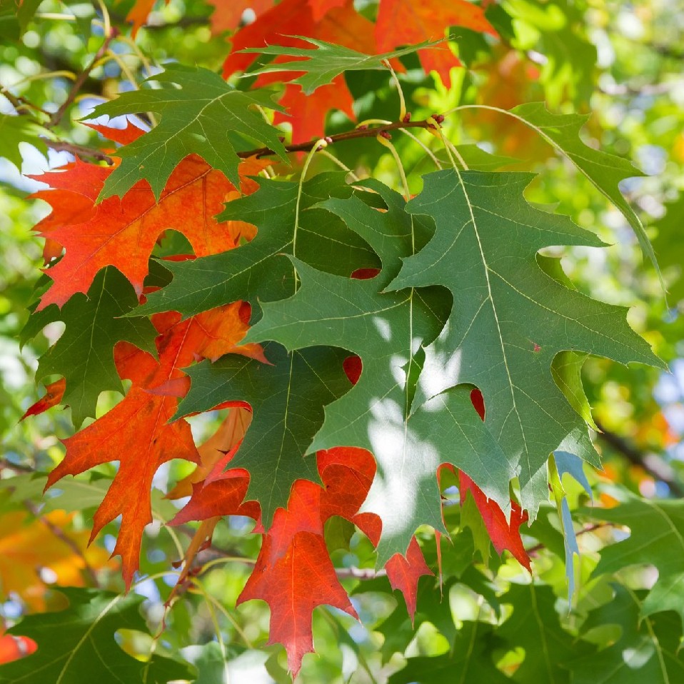 northern red oak leaves