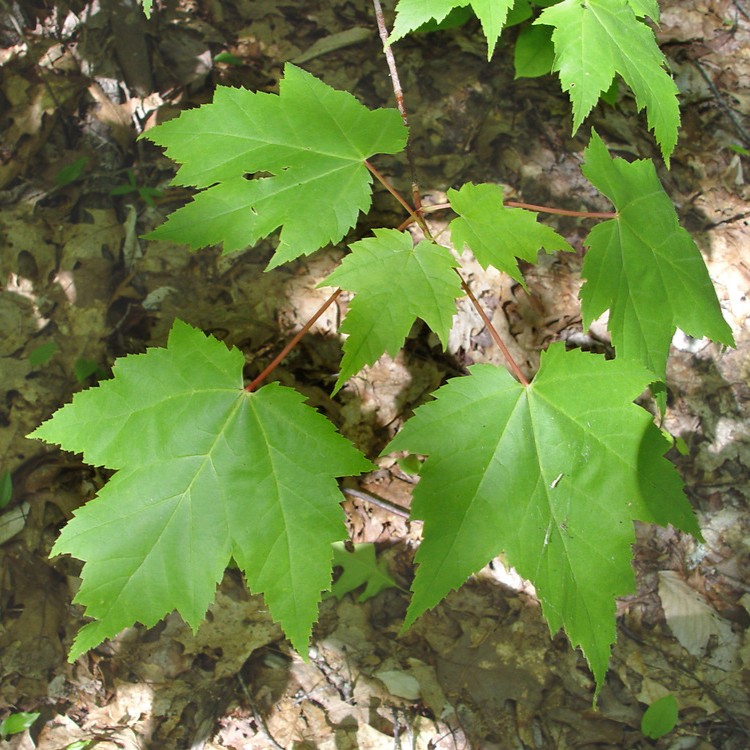 red maple leaves
