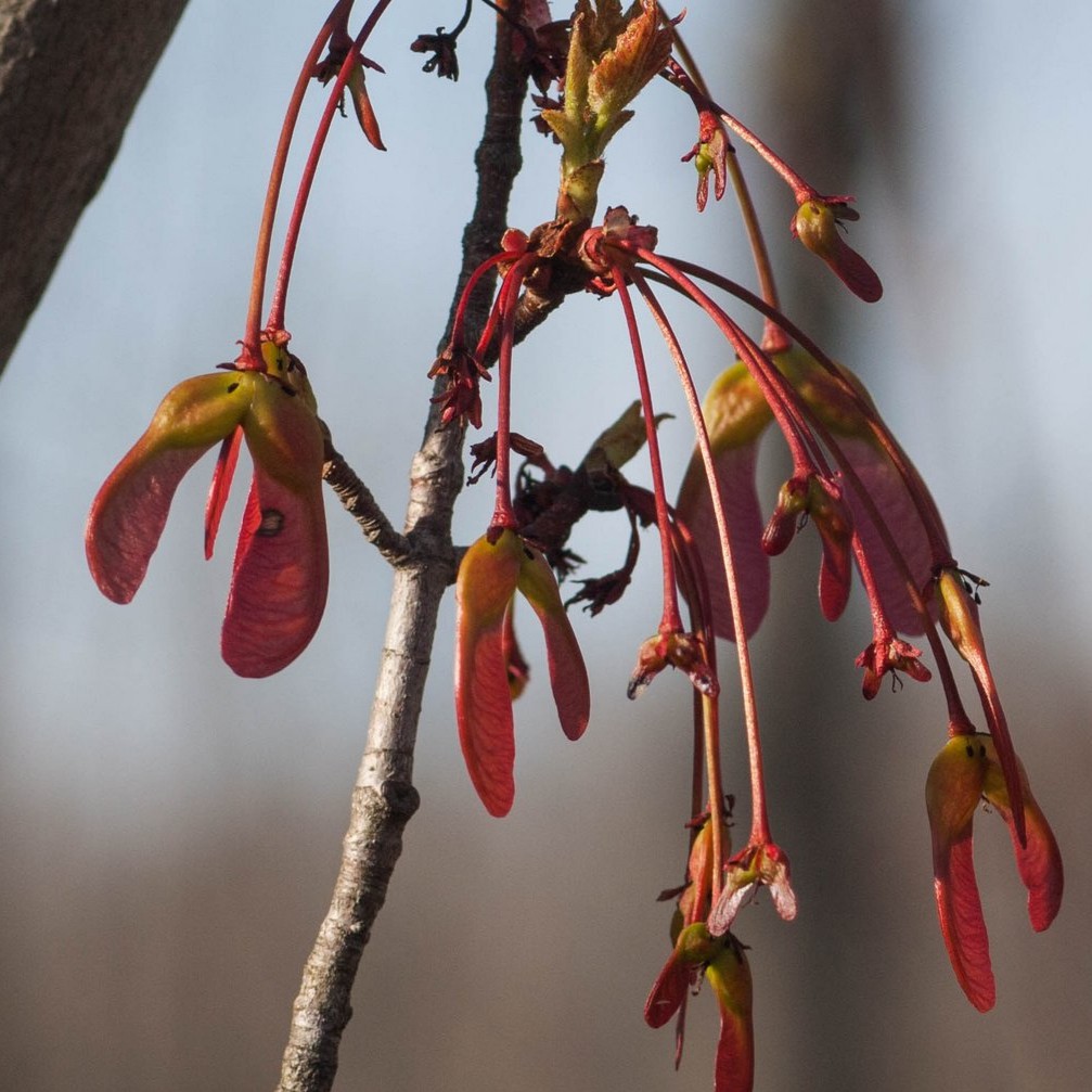 red maple helicopter seeds