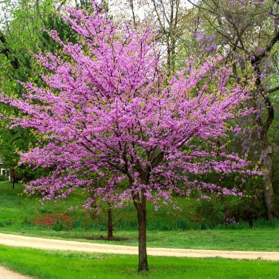 eastern redbud tree