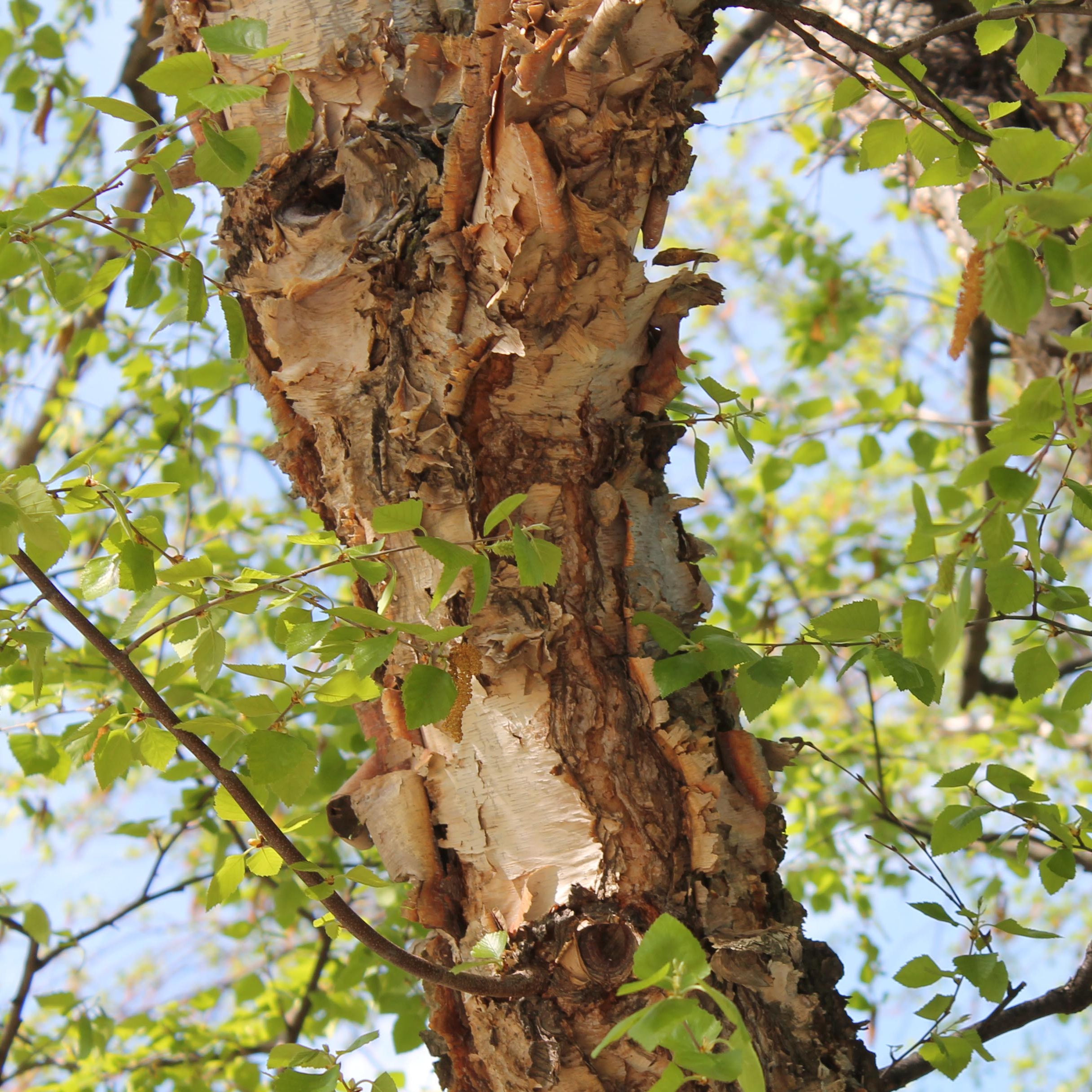 river birch bark
