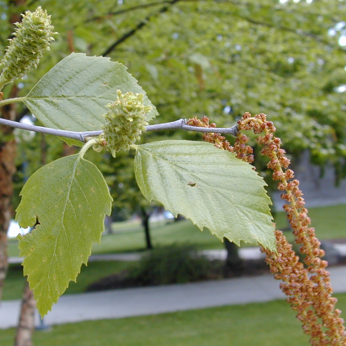 river birch flowers and seeds
