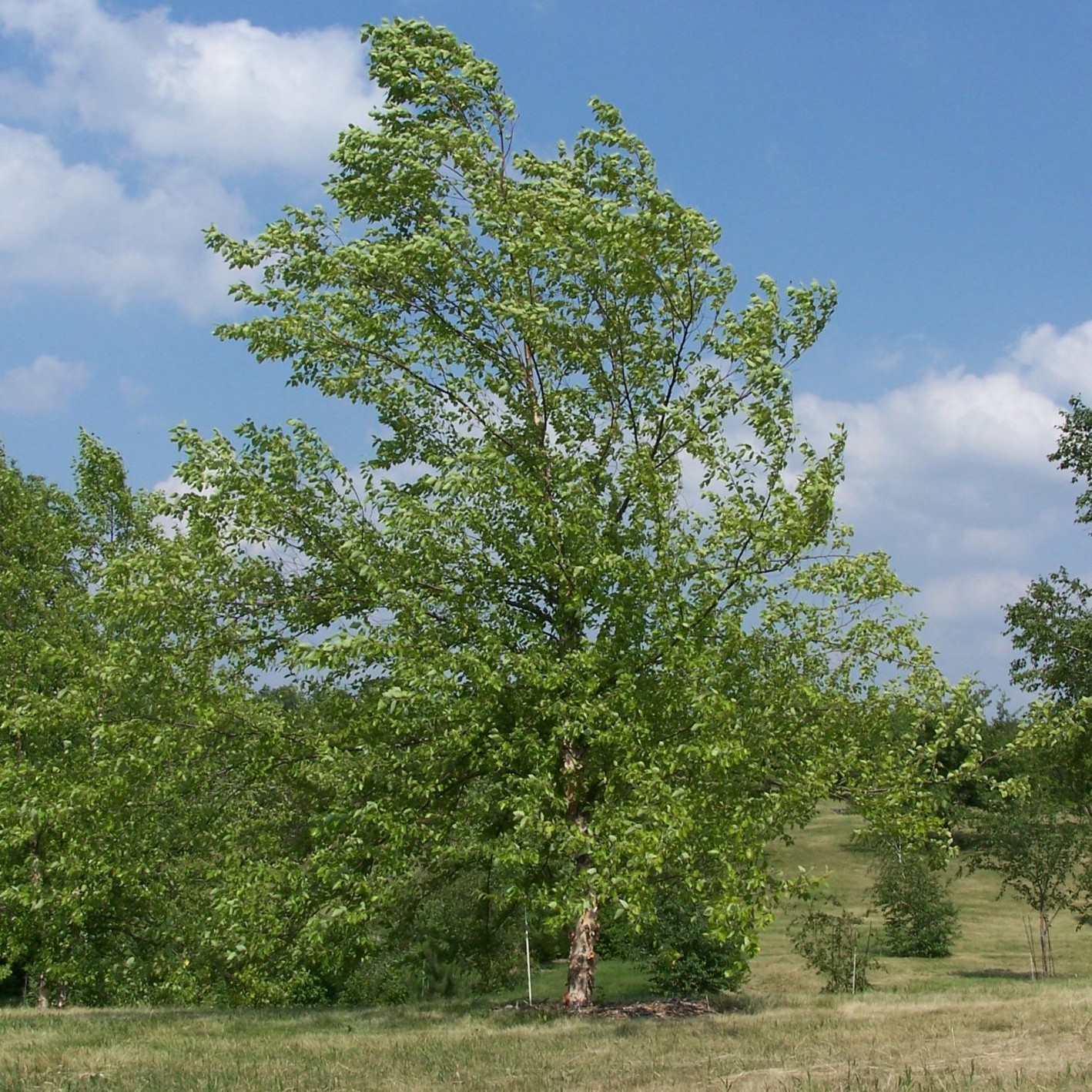 river birch tree