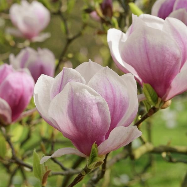 saucer magnolia flowers