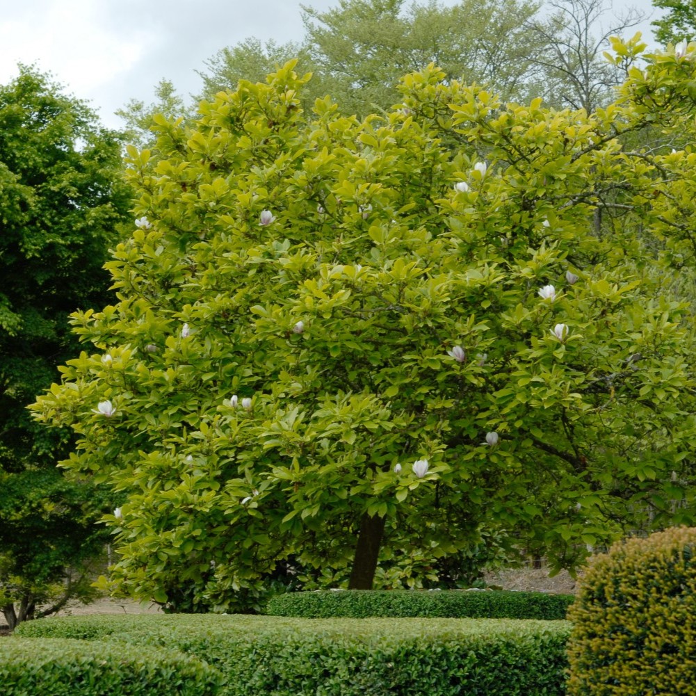 saucer magnolia tree
