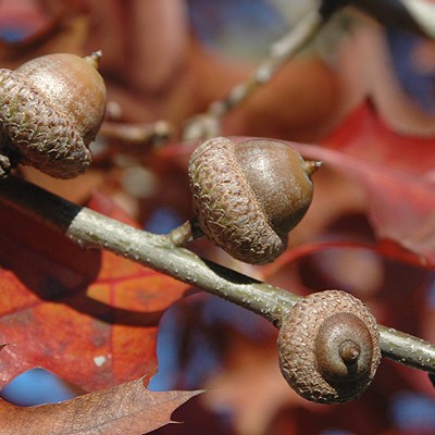 scarlet oak acorns
