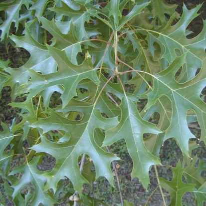 scarlet oak leaves