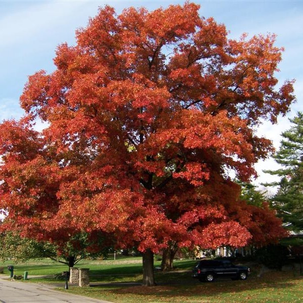 Scarlet oak tree