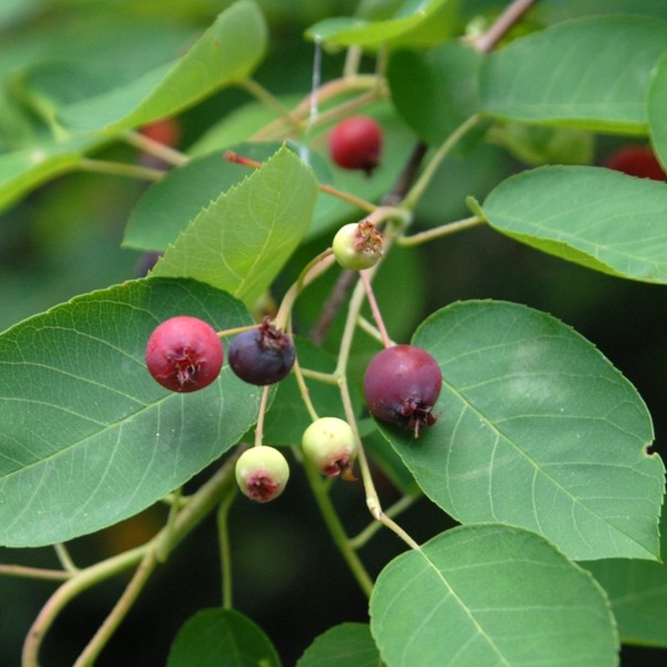 service berry berries
