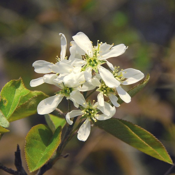 service berry flower