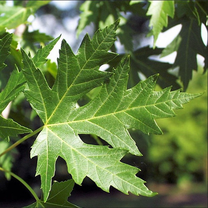 close-up of a silver maple leaf