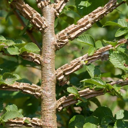 smooth leaf elm bark
