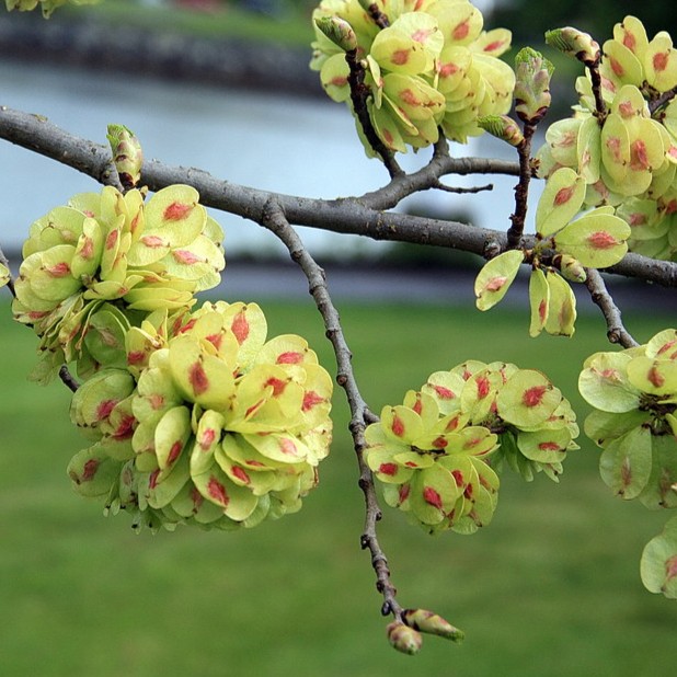 smooth leaf elm seeds
