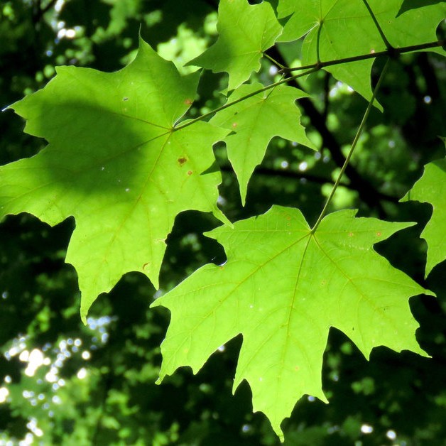 sugar maple leaves