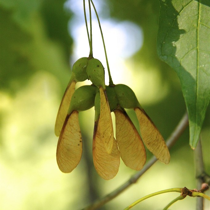 sugar maple seeds