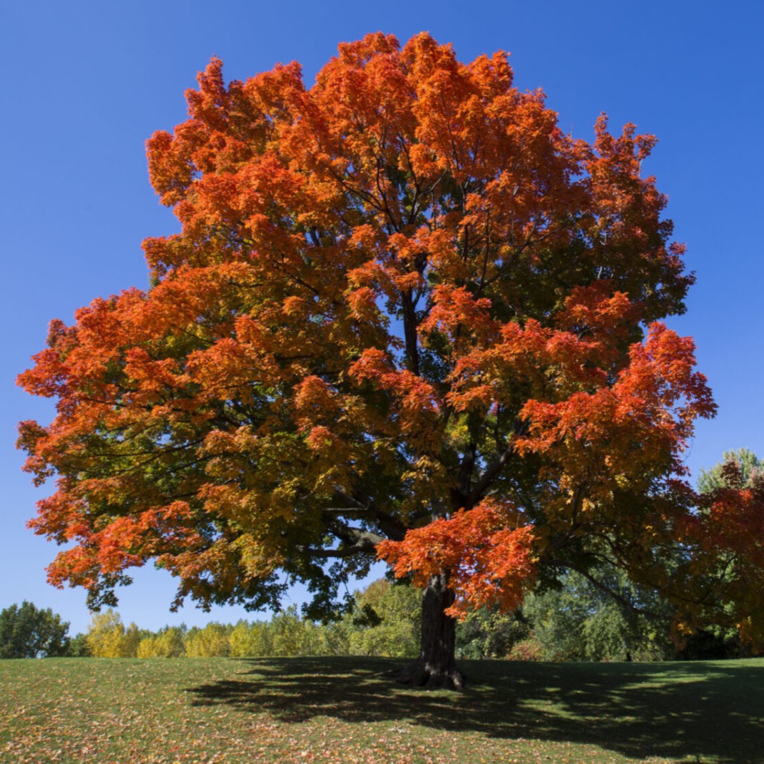 sugar maple tree