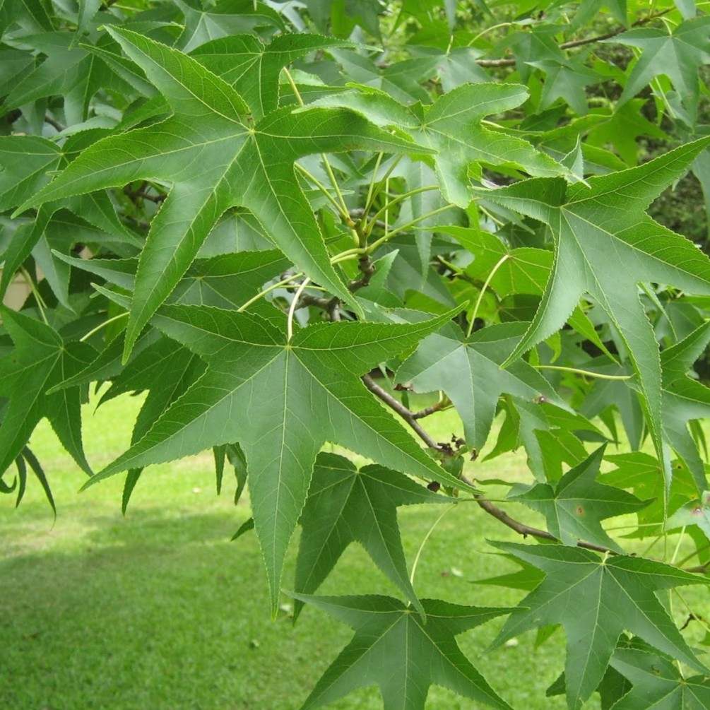 sweet gum tree leaves
